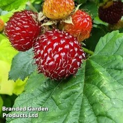 Rubus 'Hararasp' (Raspberry Tree) -Garden Supplies Sale RASP TREERASPB H43986