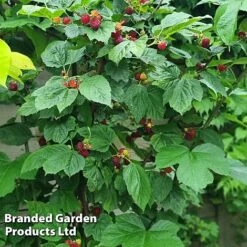 Rubus 'Hararasp' (Raspberry Tree) -Garden Supplies Sale RASP TREERASPB H43989