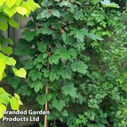 Rubus 'Hararasp' (Raspberry Tree) -Garden Supplies Sale RASP TREERASPB H43993