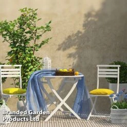 Rubus 'Hararasp' (Raspberry Tree) -Garden Supplies Sale RASP TREERASPB H44901