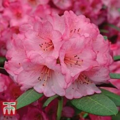 Rhododendron 'Wine And Roses'