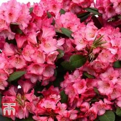 Rhododendron 'Wine And Roses' -Garden Supplies Sale RHOD 79756 C