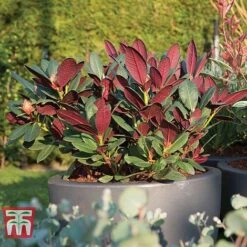 Rhododendron 'Wine And Roses' -Garden Supplies Sale RHOD 79756 D