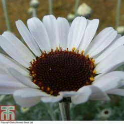 Rhodanthemum 'Casablanca' -Garden Supplies Sale RHOD T80321 A