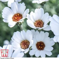 Rhodanthemum 'Casablanca' -Garden Supplies Sale RHOD T80321 B