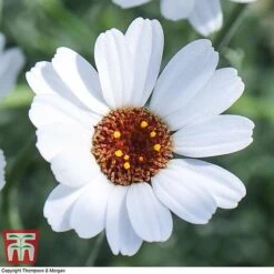 Rhodanthemum 'Casablanca' -Garden Supplies Sale RHOD T80321 D