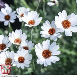 Rhodanthemum 'Casablanca' -Garden Supplies Sale RHOD T80321 E