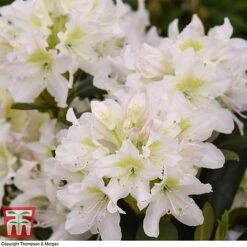 Rhododendron 'Cunningham's White' -Garden Supplies Sale RHOD TKA1470 C