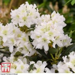 Rhododendron 'Cunningham's White' -Garden Supplies Sale RHOD TKA1470 D