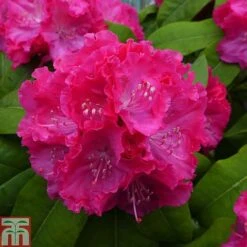 Rhododendron 'Germania' -Garden Supplies Sale RHOD TKA1472 A