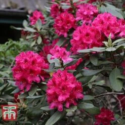 Rhododendron 'Nova Zembla' -Garden Supplies Sale RHOD TKA1482 B1