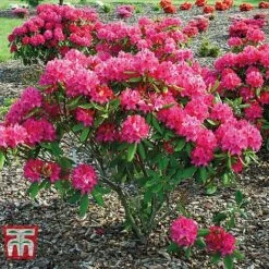Rhododendron 'Nova Zembla' -Garden Supplies Sale RHOD TKA1482 C1