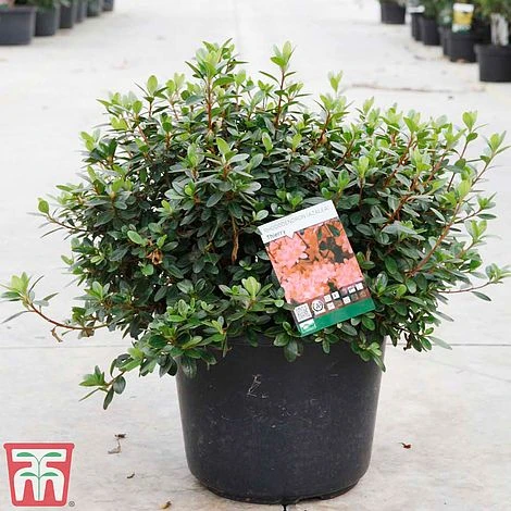 Rhododendron 'Thierry' 1 Rhododendron 'Thierry'