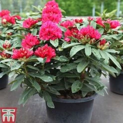Rhododendron 'Wilgen's Ruby' -Garden Supplies Sale RHOD TKA3466 A