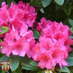 Rhododendron 'Wilgen's Ruby' -Garden Supplies Sale RHOD TKA3466 C