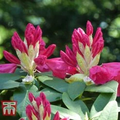 Rhododendron 'Wilgen's Ruby' -Garden Supplies Sale RHOD TKA3466 D