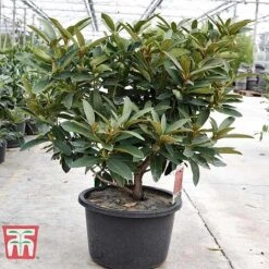 Rhododendron 'Wilgen's Ruby' -Garden Supplies Sale RHOD TKA3466 E