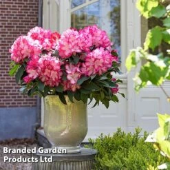 Rhododendron 'XXL' -Garden Supplies Sale RHOD GARDENXXL S28030