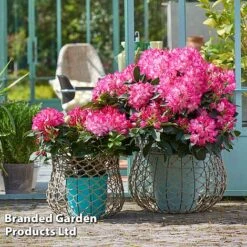 Rhododendron 'XXL' -Garden Supplies Sale RHOD GARDENXXL S28031