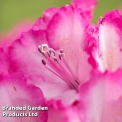 Rhododendron 'XXL' -Garden Supplies Sale RHOD GARDENXXL S28034