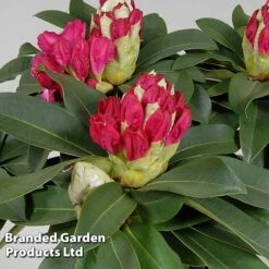 Rhododendron 'XXL' -Garden Supplies Sale RHOD GARDENXXL S28038