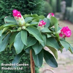 Rhododendron 'XXL' -Garden Supplies Sale RHOD GARDENXXL S29540