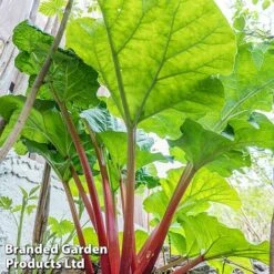 Rhubarb Taster's Collection -Garden Supplies Sale RHUB KC4676 C