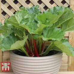 Rhubarb 'Sanvitos®' Duo -Garden Supplies Sale RHUBARB 21