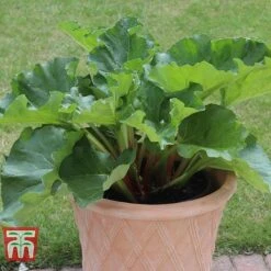 Rhubarb 'Sanvitos®' Duo -Garden Supplies Sale RHUBARB 32
