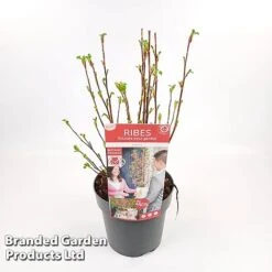 Ribes Sanguineum 'Amour' -Garden Supplies Sale RIBE AMOUR19CM S52482