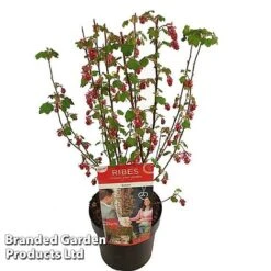 Ribes Sanguineum 'Amour' -Garden Supplies Sale RIBE AMOUR19CM S52483