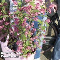 Ribes Sanguineum 'Amour' -Garden Supplies Sale RIBE AMOUR S52487
