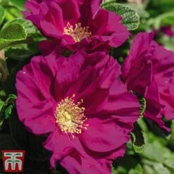 Rose Rugosa 'Rubra' (Species Shrub Rose) -Garden Supplies Sale ROSA T59373 B