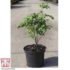 Rose Rugosa 'Rubra' (Species Shrub Rose) -Garden Supplies Sale ROSA T59373 C