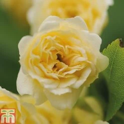 Rose Banksiae 'Lutea' (Rambling Rose) -Garden Supplies Sale ROSA T68461 B