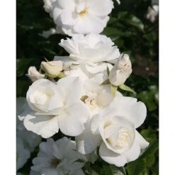 Rose 'Climbing Iceberg' (Climbing) 8 Rose 'Climbing Iceberg' (Climbing) -Garden Supplies Sale ROSA T68467 A h
