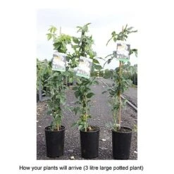 Rose 'Climbing Iceberg' (Climbing) 9 Rose 'Climbing Iceberg' (Climbing) -Garden Supplies Sale ROSA T68467 B h