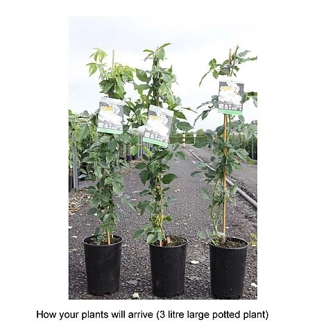 Rose 'Climbing Iceberg' (Climbing) 5 Rose 'Climbing Iceberg' (Climbing) - Image 5