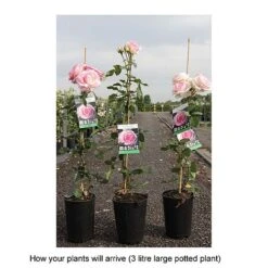 Rose 'Eden Rose 88' -Garden Supplies Sale ROSA T68469 B h
