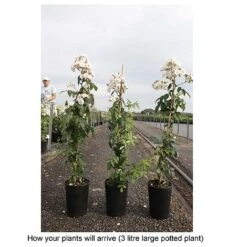 Rose 'Guirlande Rose' -Garden Supplies Sale ROSA T68481 B h