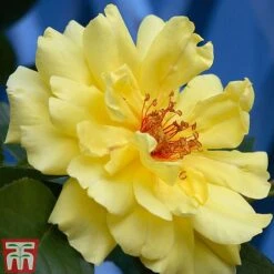 Rose 'Climbing Collection' -Garden Supplies Sale ROSE T11940P B