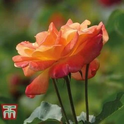 Rose 'Climbing Collection' -Garden Supplies Sale ROSE T11940P D