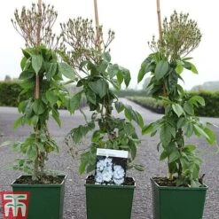 Rose 'Bobbie James' (Rambling Rose) -Garden Supplies Sale ROSE TKA3470 A