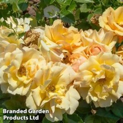 Rose 'Above And Beyond' (Climbing Rose) -Garden Supplies Sale ROSE ABOVEBEYO W30421