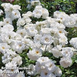 Rose 'Climbing Iceberg' (Climbing) 7 Rose 'Climbing Iceberg' (Climbing) -Garden Supplies Sale ROSE CLIMBICEB W45539