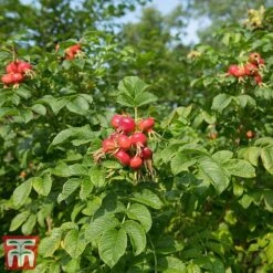 Rose Rugosa 'Rubra' (Species Shrub Rose) -Garden Supplies Sale ROSE RUGOSARUB W34601 TM