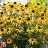 Rudbeckia Fulgida 'Little Goldstar'