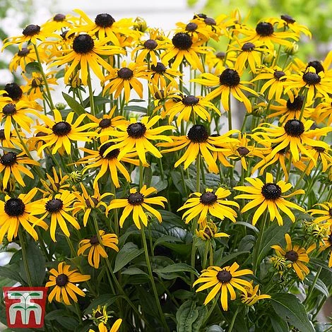 Rudbeckia Fulgida 'Little Goldstar' 1 Rudbeckia Fulgida 'Little Goldstar'