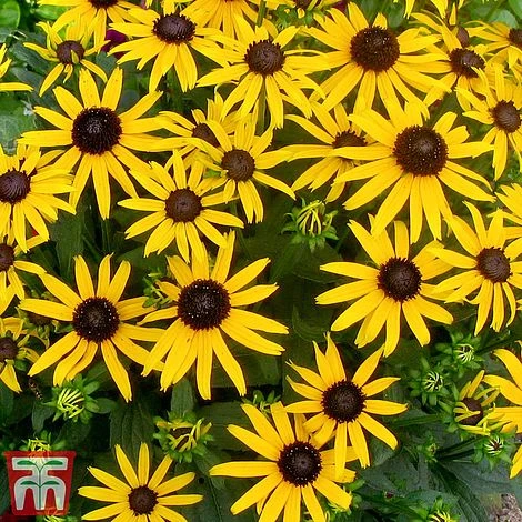 Rudbeckia Fulgida 'Little Goldstar' 2 Rudbeckia Fulgida 'Little Goldstar' - Image 2