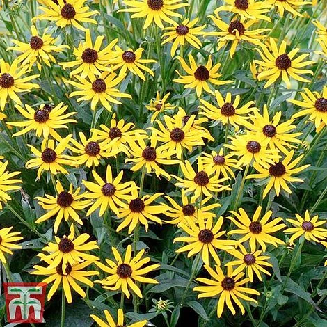 Rudbeckia Fulgida 'Little Goldstar' 3 Rudbeckia Fulgida 'Little Goldstar' - Image 3